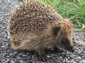 Vergoeding Mindfulness